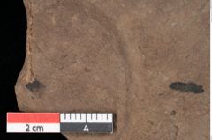 Foto (Detailansicht) von Glyptostrobus ungeri Heer (NHMW-GEO-2024-0188-0188)
